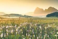 水果机游戏苹果手机-水果机游戏在苹果手机上的独特体验